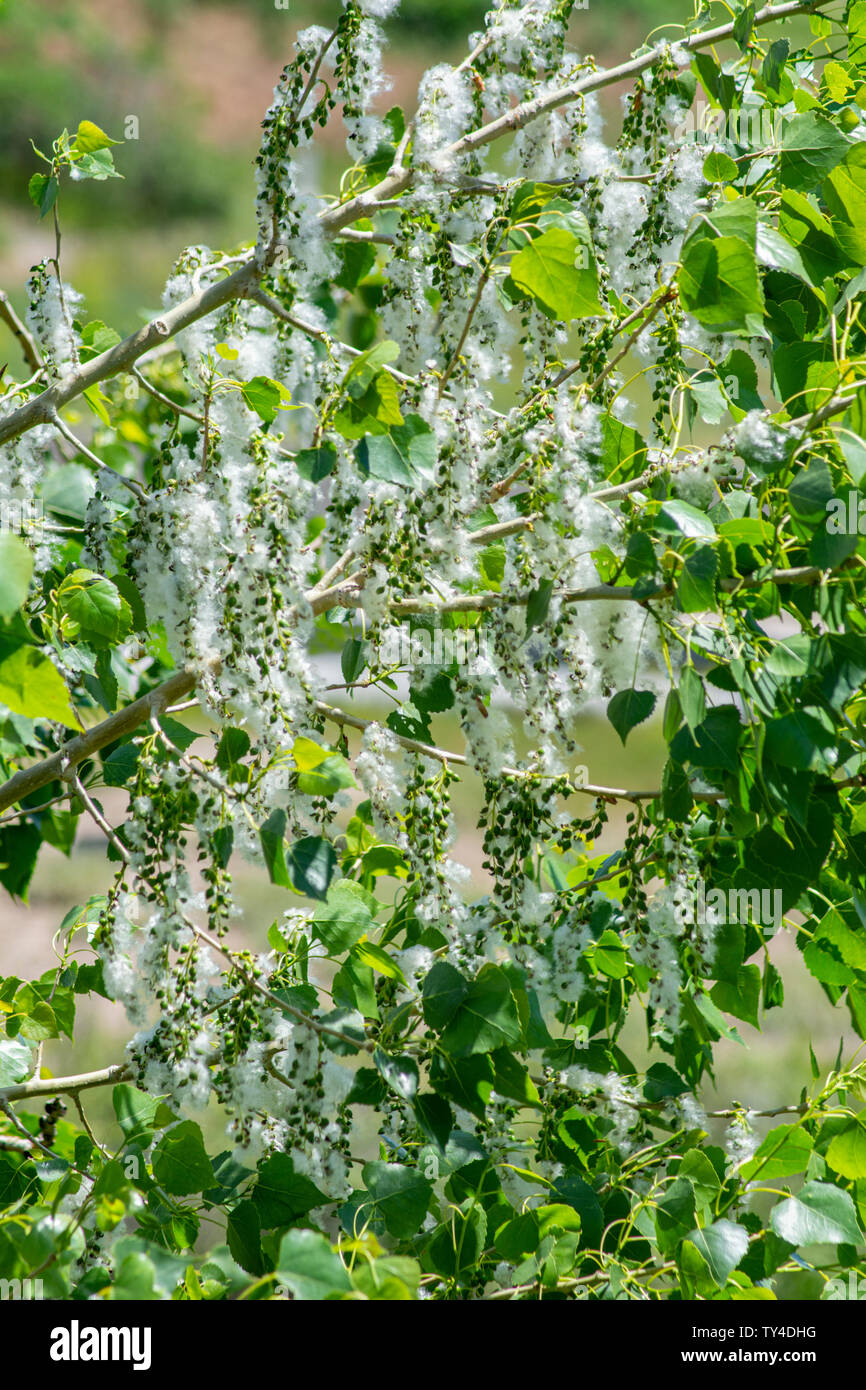 Matin chaud graines causes prêt à se disperser à partir de plaines de chatons arbre peuplier (Populus sargentii), Castle Rock Colorado nous. Banque D'Images