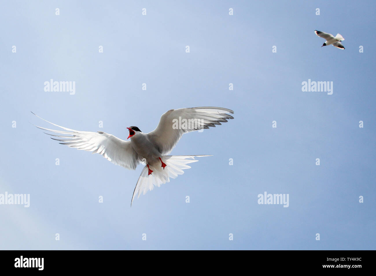 Wesselburenerkoog, Allemagne. 19 Juin, 2019. Sterne arctique survoler une colonie de reproduction à la barrière de l'Eider à duvet. Une colonie de sternes côtières et la rivière en ce moment attire les amateurs d'oiseaux à l'Eider à duvet barrière. Les oiseaux de la taille de pigeons nichent leur progéniture juste à côté du terrain de stationnement et permettre ainsi à des aperçus de leur pépinière. (Dpa 'colonie de sternes arctiques à la barrière Eider attire les touristes') Credit : Wolfgang Runge/dpa/Alamy Live News Banque D'Images