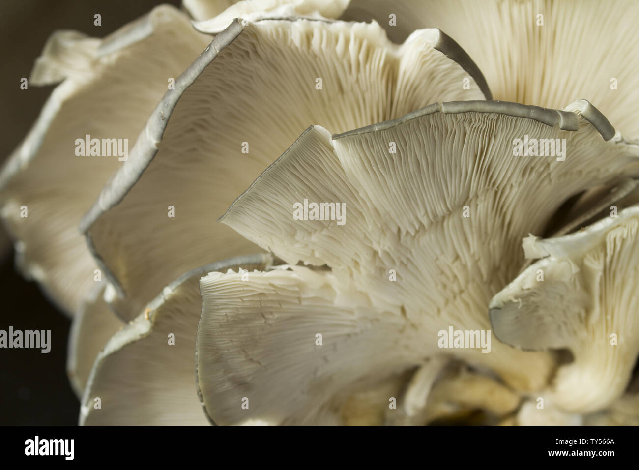 Pleurote Pleurotus ostreatus ou champignons cultivés aussi facilement Banque D'Images