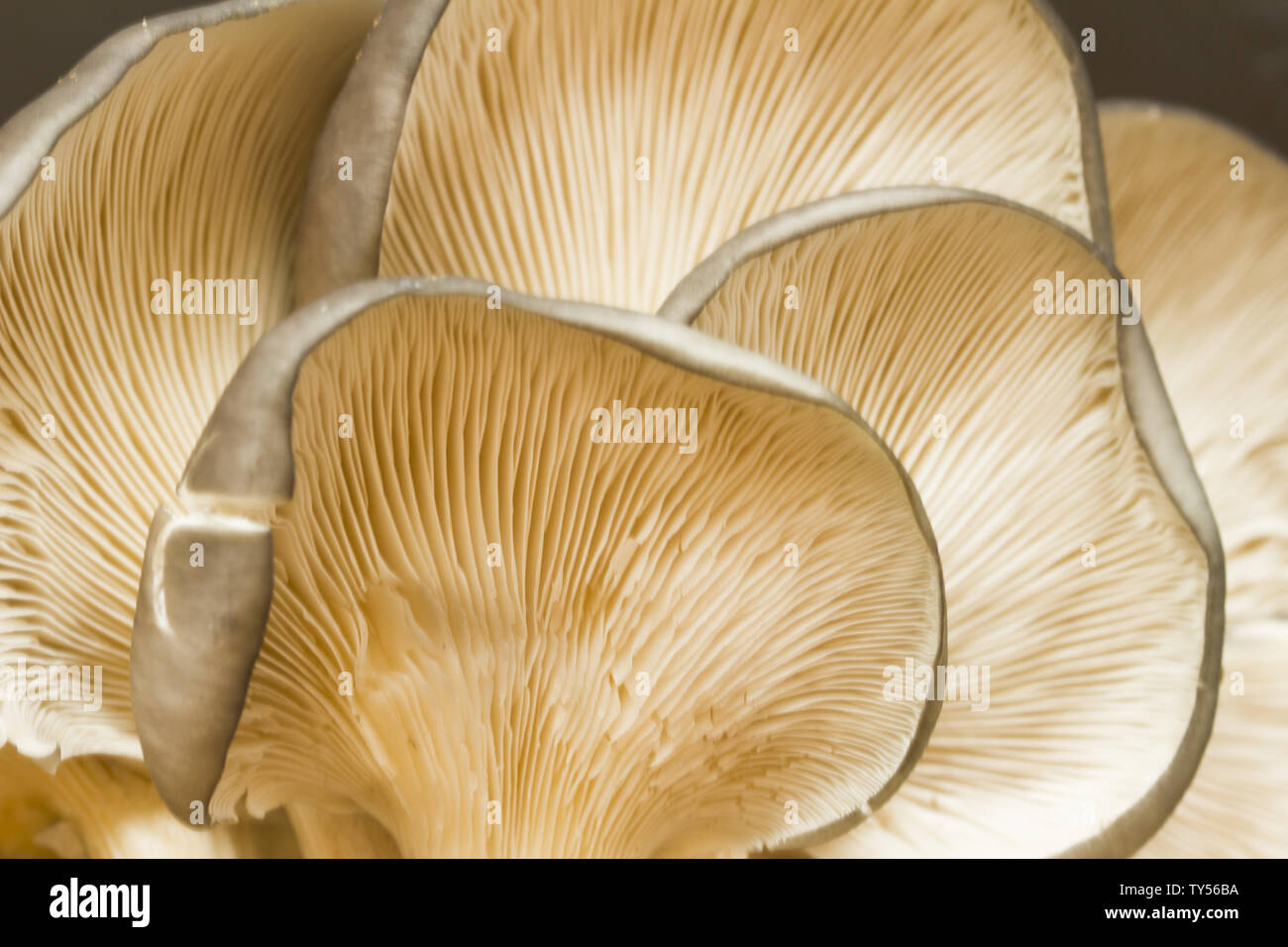 Pleurote Pleurotus ostreatus ou champignons cultivés aussi facilement Banque D'Images