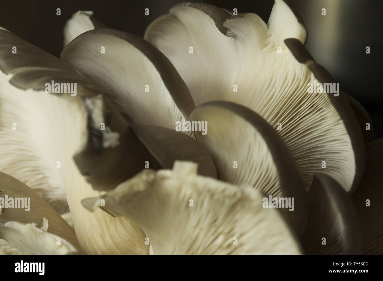 Pleurote Pleurotus ostreatus ou champignons cultivés aussi facilement Banque D'Images