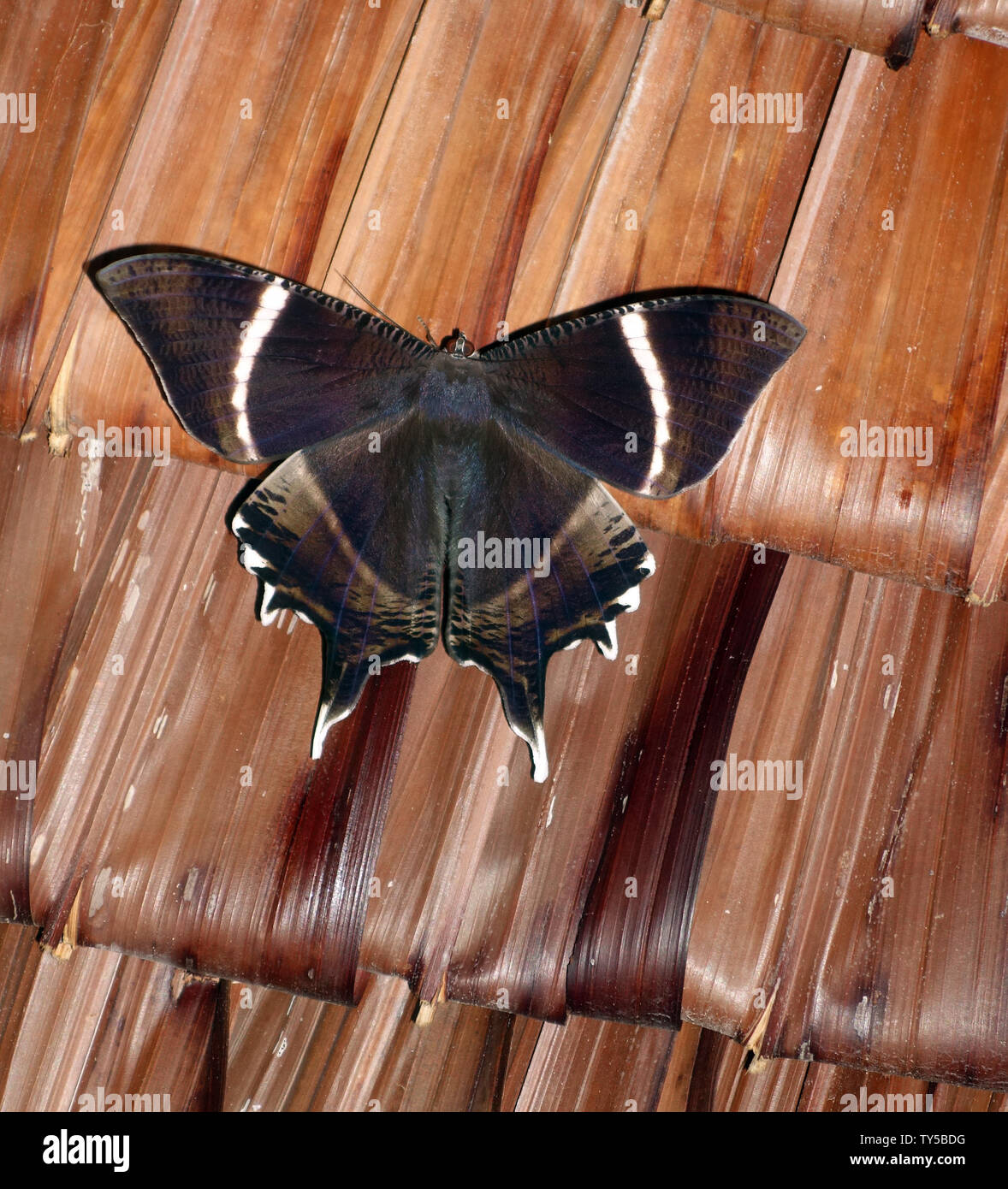 Papillon machaon tropicaux (Lyssa zampa) sous le toit de chaume de palmier, Espiritu Santo, Vanuatu Banque D'Images