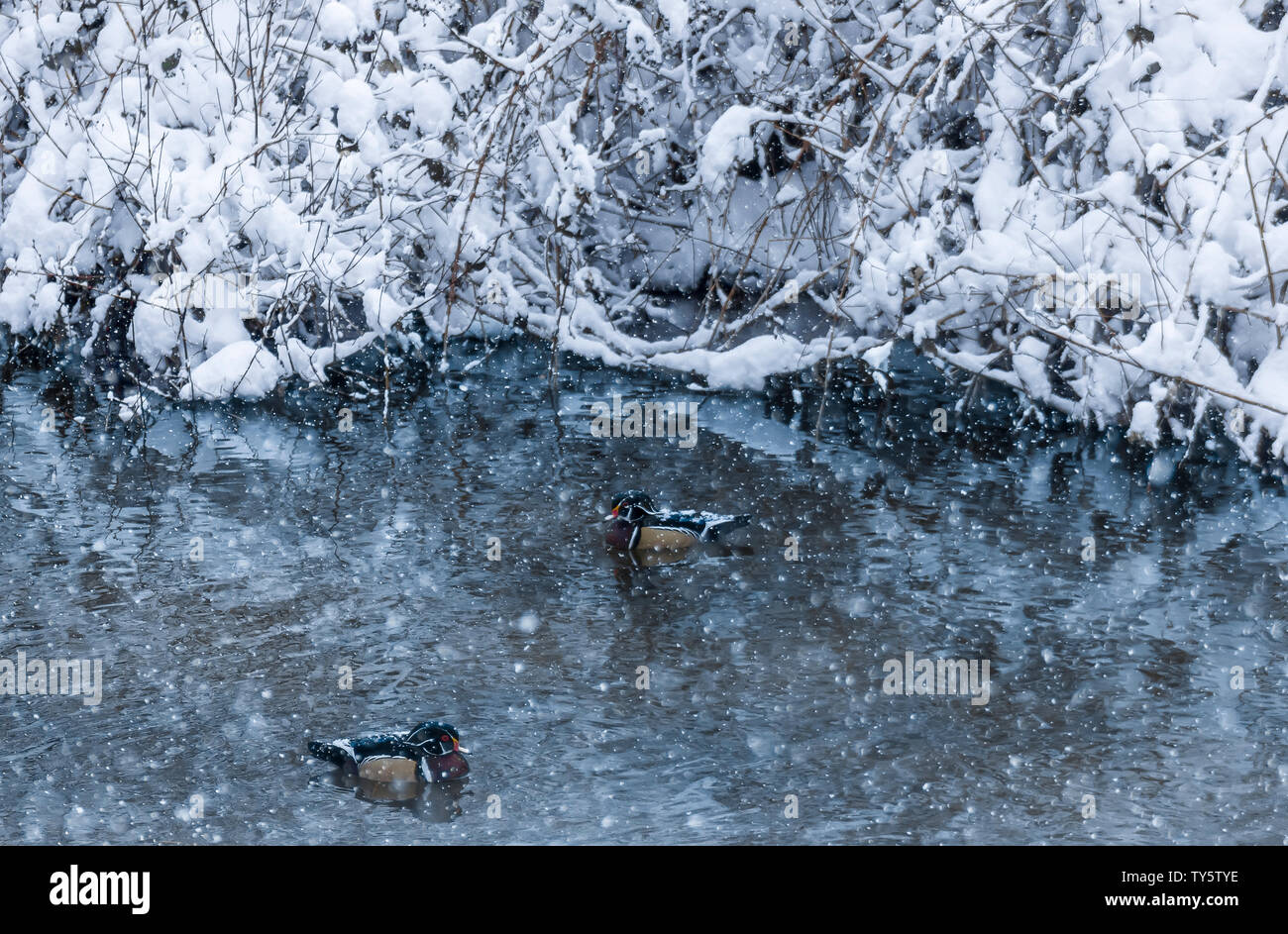 Beau mâle canard branchu la natation dans le lac Burnaby, Colombie-Britannique, Canada. Photo d'Hiver : Neige et flocons de plumes colorées. Snow packe Banque D'Images