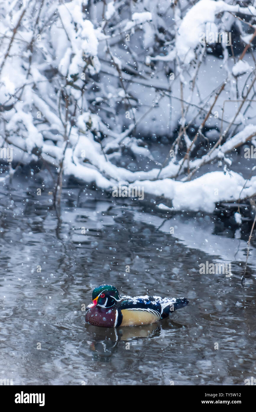 Beau mâle canard branchu la natation dans le lac Burnaby, Colombie-Britannique, Canada. Photo d'Hiver : Neige et flocons de plumes colorées. Paniers-neige Banque D'Images