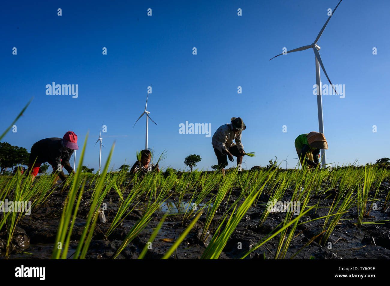 Jeneponto, Indonésie. 23 Juin, 2019. Les résidents sont vus à côté de l'agriculture sur les éoliennes l'énergie éolienne 1Tolo Jeneponto power plant à Sulawesi du Sud.L'Indonésie a déjà deux éoliennes d'une capacité totale de 147 MW et le plus grand en Asie du sud-est. Credit : SOPA/Alamy Images Limited Live News Banque D'Images