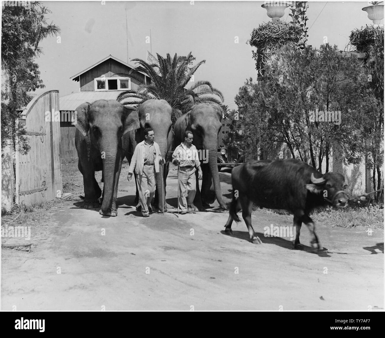 Jonny J. Jones déménagement trois de ses animaux de cirque de ses quartiers d'hiver à la foire du comté de Volusia afin de faire de la place pour les sous-traitants dans le Dealnd extérieure, qui s'est tourné de la foire des édifices en une grosse usine de production. Banque D'Images