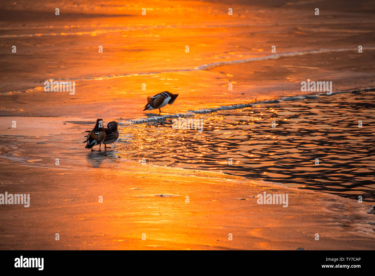 Le lac et la glace sous le soleil du soleil étincelaient comme de l'or fondu, et les canards mandarins sur le lac n'a pas sauter dans l'eau pour chasser joyeusement. Banque D'Images
