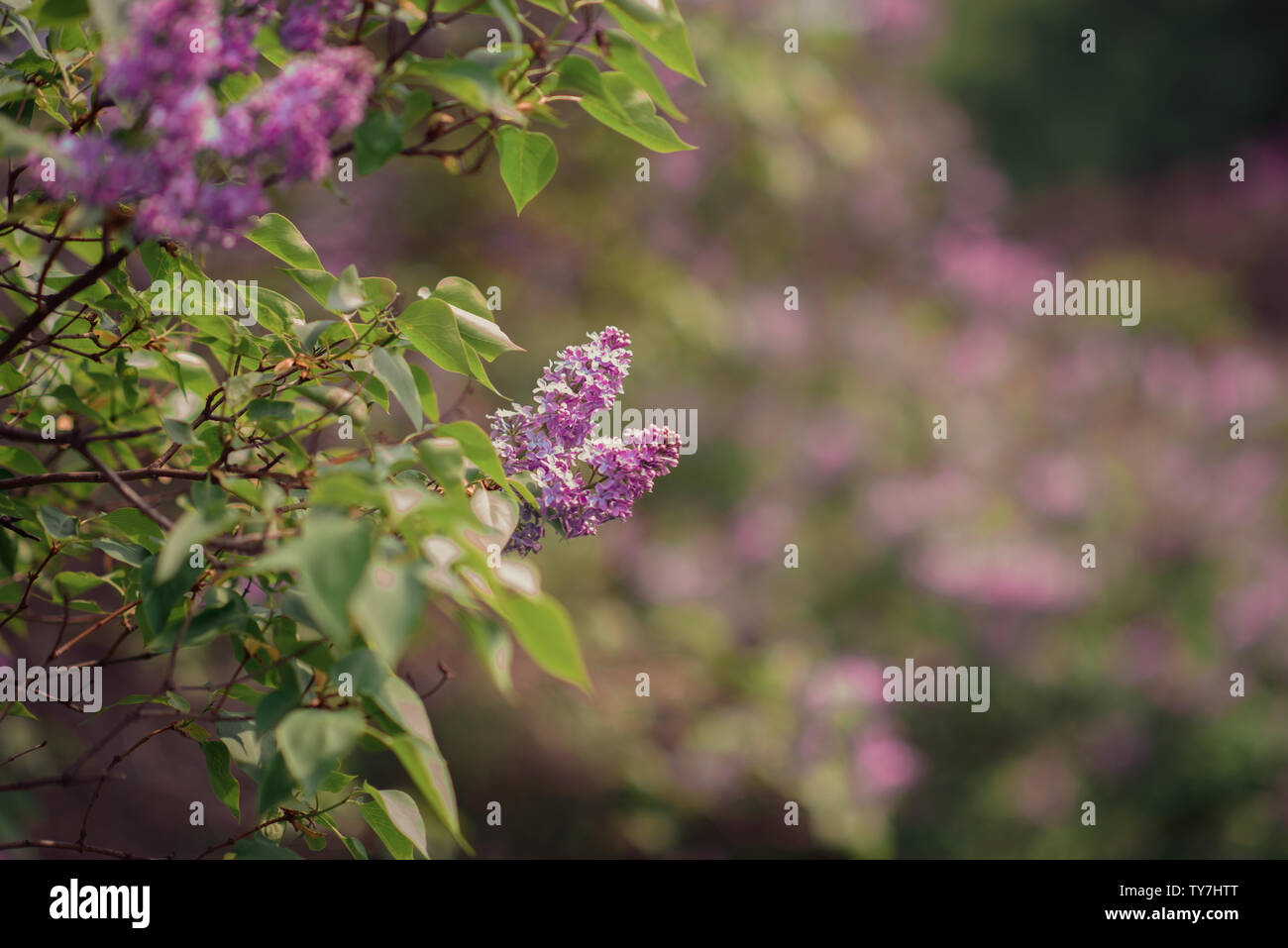 Fantasy background . Forêt magique avec road.Très beau paysage de printemps.lilas en fleurs Banque D'Images
