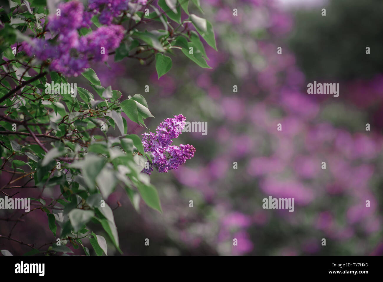 Fantasy background . Forêt magique avec road.Très beau paysage de printemps.lilas en fleurs Banque D'Images
