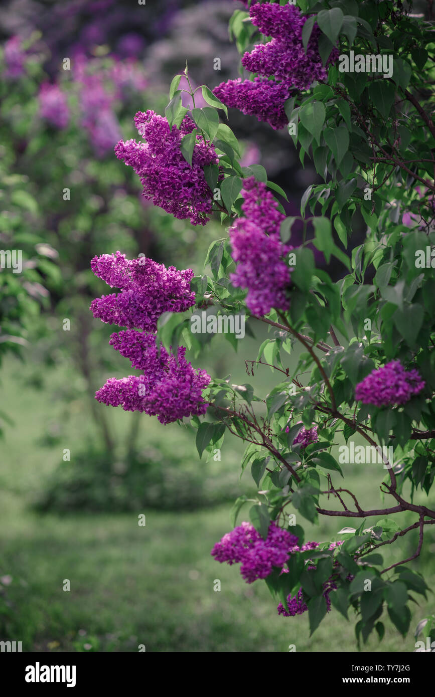 Fantasy background . Forêt magique avec road.Très beau paysage de printemps.lilas en fleurs Banque D'Images