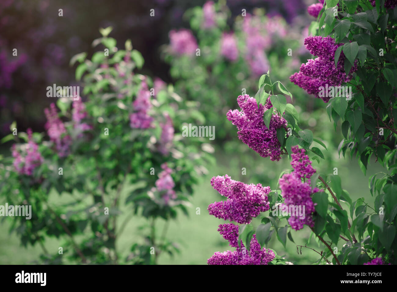 Fantasy background . Forêt magique avec road.Très beau paysage de printemps.lilas en fleurs Banque D'Images