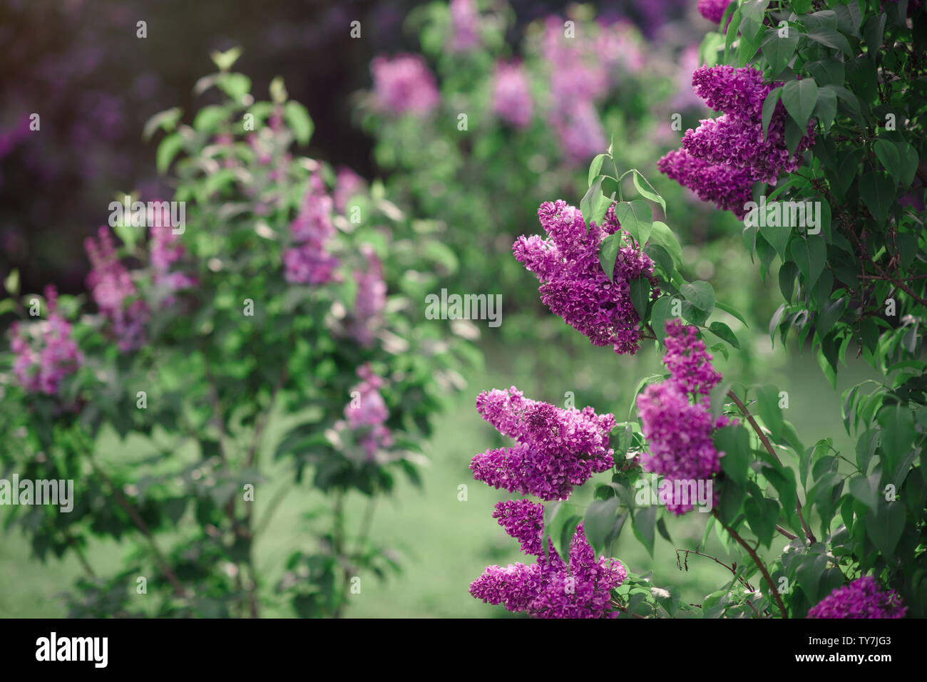 Fantasy background . Forêt magique avec road.Très beau paysage de printemps.lilas en fleurs Banque D'Images