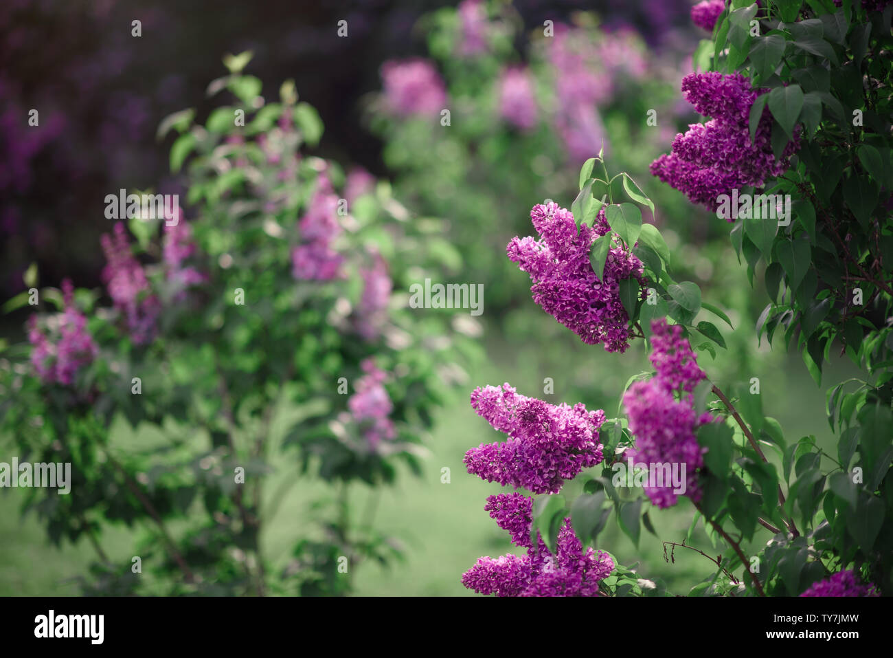 Fantasy background . Forêt magique avec road.Très beau paysage de printemps.lilas en fleurs Banque D'Images