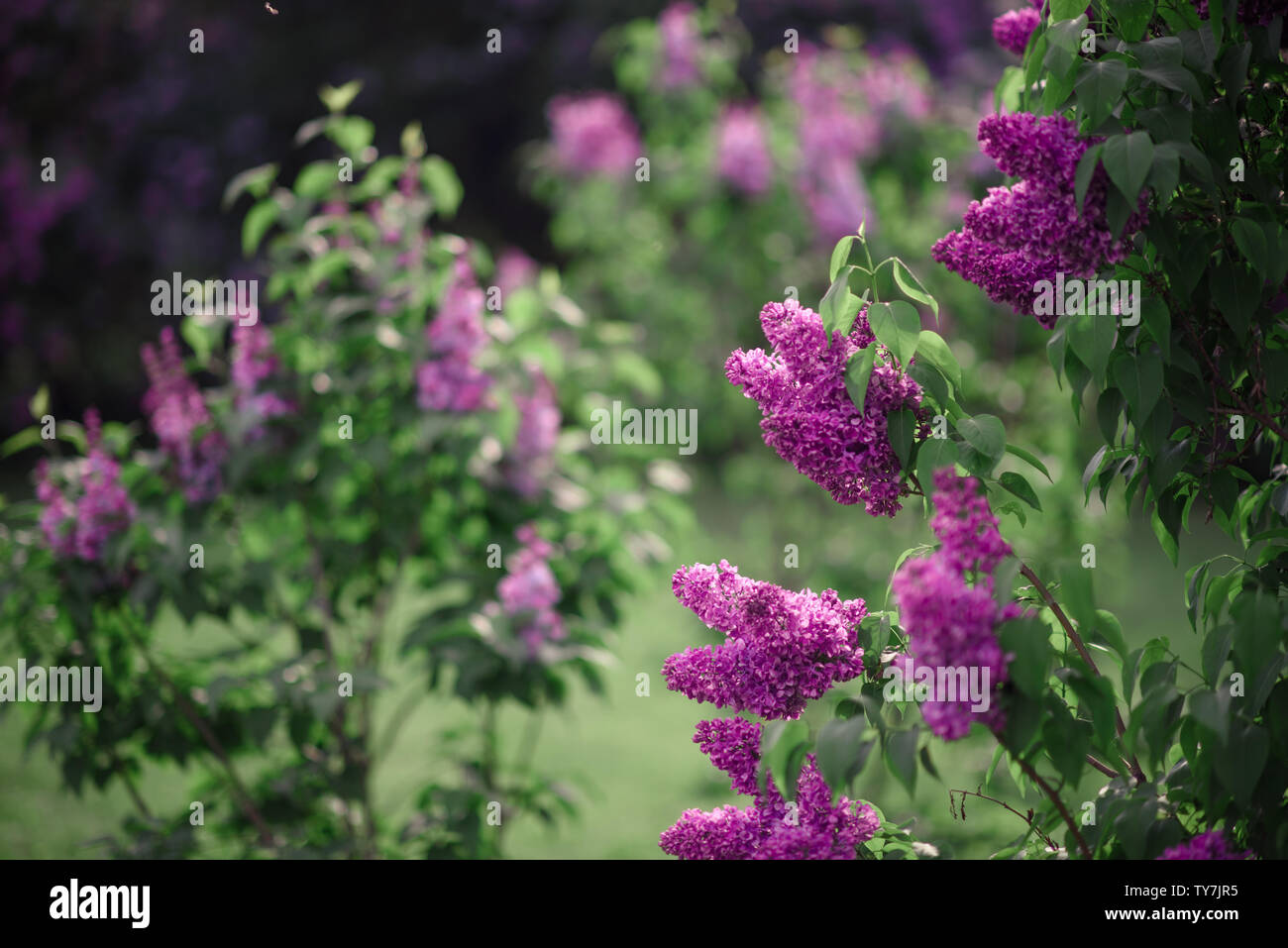 Fantasy background . Forêt magique avec road.Très beau paysage de printemps.lilas en fleurs Banque D'Images