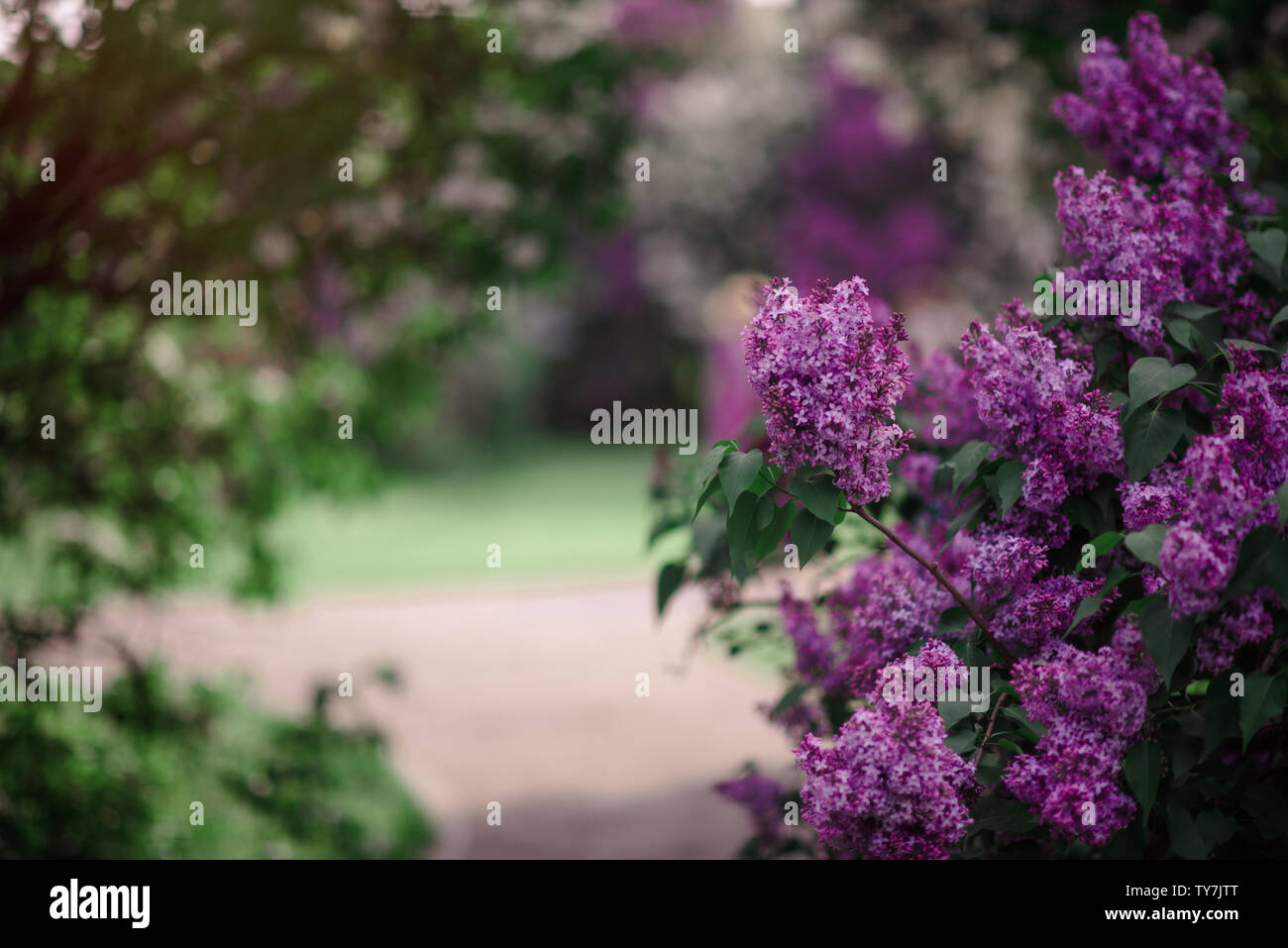 Fantasy background . Forêt magique avec road.Très beau paysage de printemps.lilas en fleurs Banque D'Images