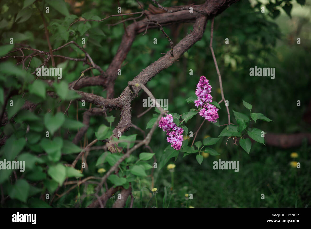 Fantasy background . Forêt magique avec road.Très beau paysage de printemps.lilas en fleurs Banque D'Images