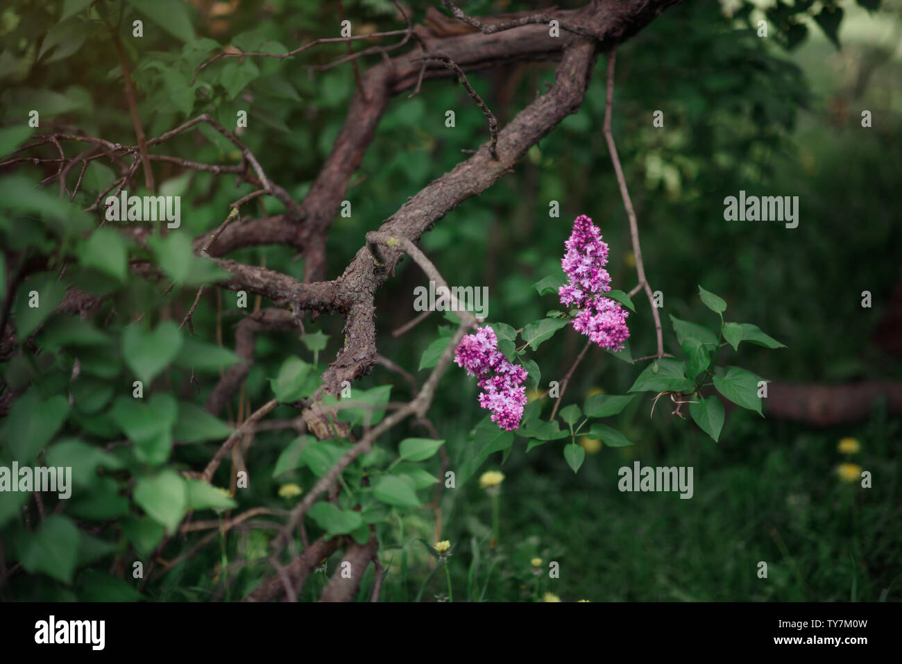 Fantasy background . Forêt magique avec road.Très beau paysage de printemps.lilas en fleurs Banque D'Images