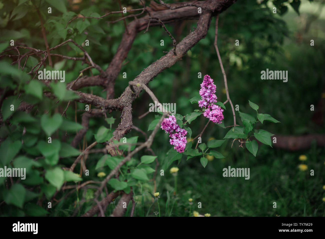 Fantasy background . Forêt magique avec road.Très beau paysage de printemps.lilas en fleurs Banque D'Images