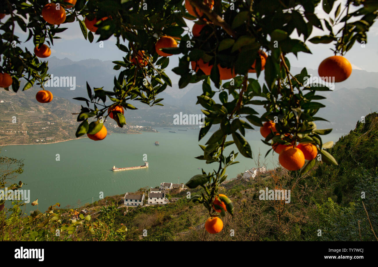 L'orange et orange rouge reflète la Xiaojiang River. Chaque fin d'automne et d'hiver, les oranges des Xilingxia des Trois Gorges sont jaunes et les oranges sont en rouge, faisant de la majestueuse rivière Xiaojiang particulièrement belle. Banque D'Images