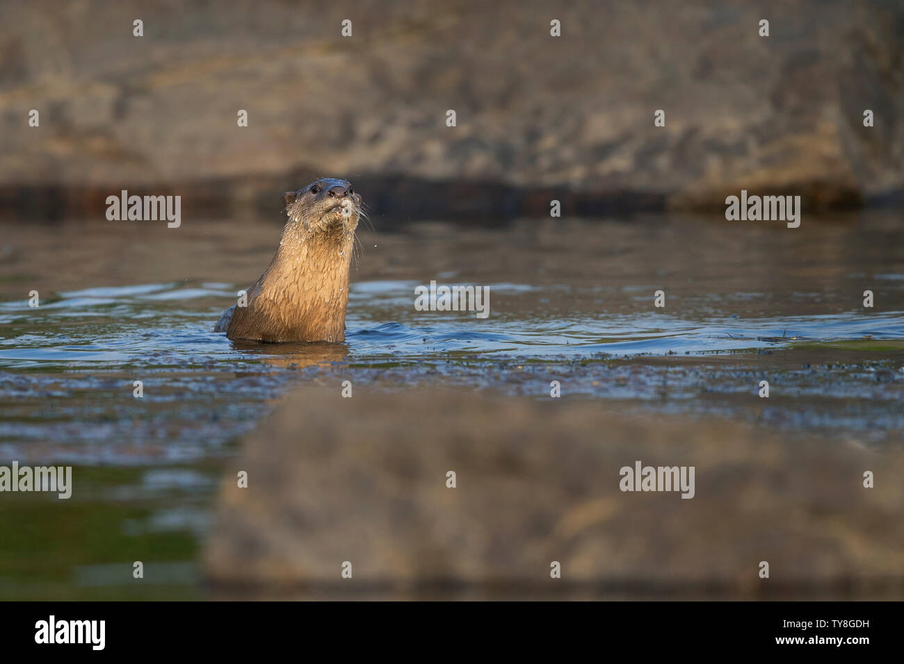 L'image de la loutre à revêtement lisse (Cerdocyon perspicillata) a été prise dans la rivière Chambal, Rajasthan, Inde Banque D'Images