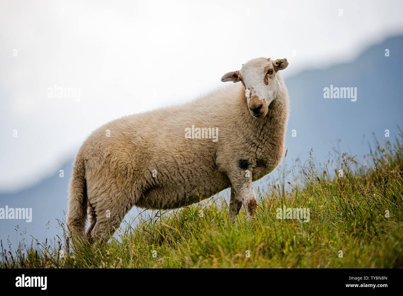 Un mouton solitaire erre sur le côté de Cadair Idris, le Pays de Galles, Royaume-Uni. Banque D'Images
