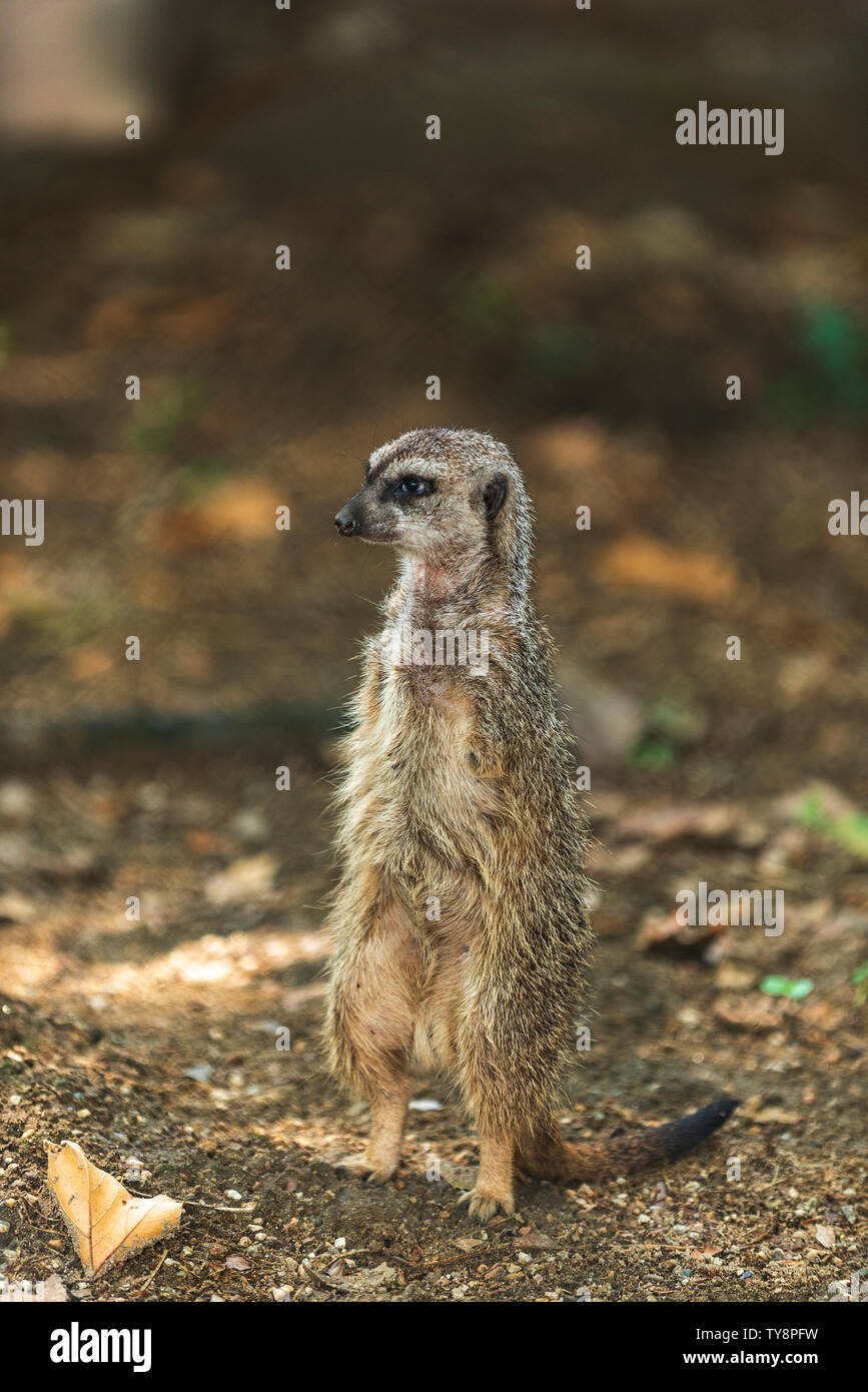 Suricate est une petite carnivoran appartenant à la famille des mangoustes, vivre au Botswana, la Namibie et le sud-ouest de l'Angola, et en Afrique du Sud. Banque D'Images
