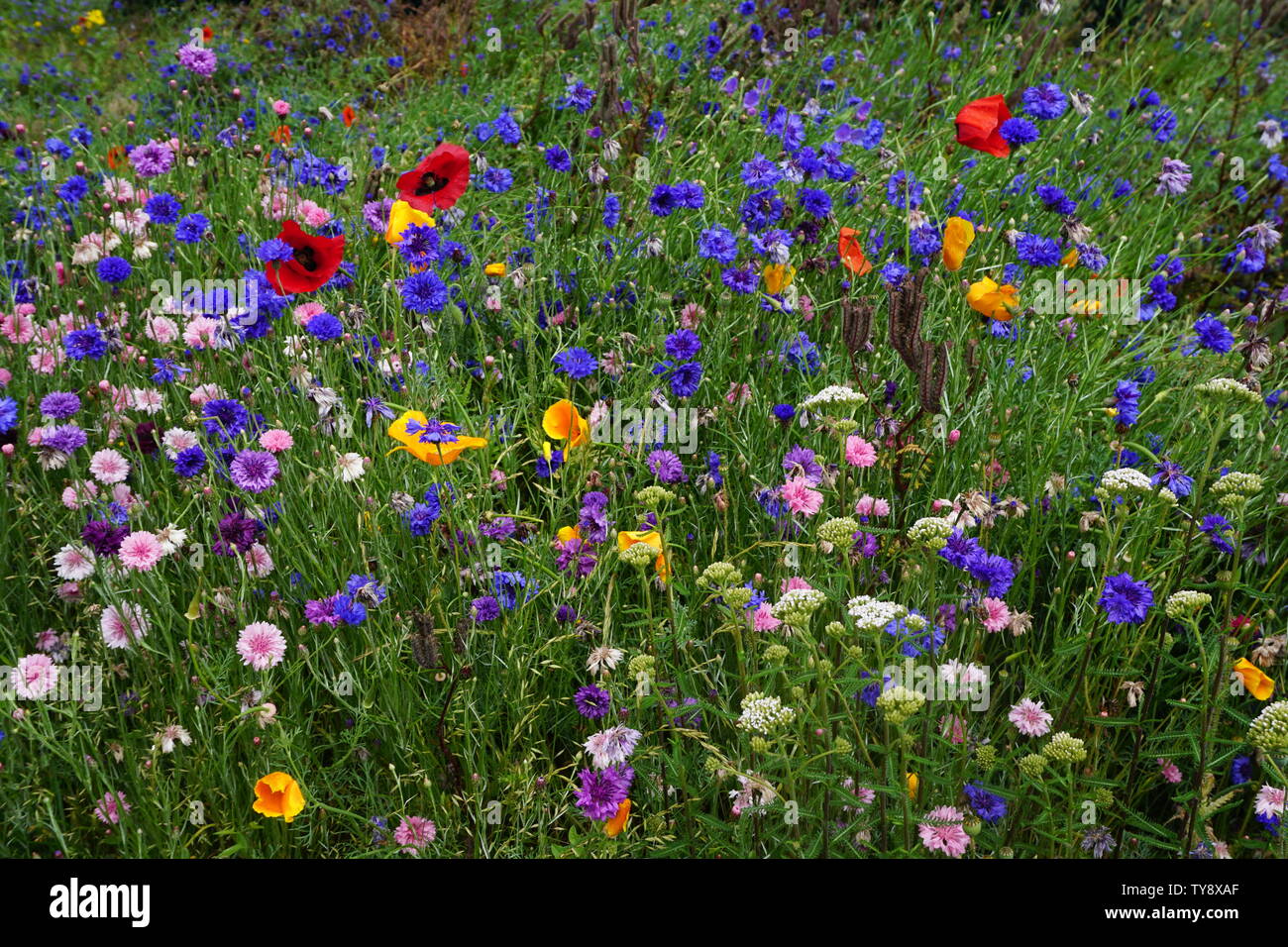 Close up de fleurs sauvages colorées dans le pays Banque D'Images