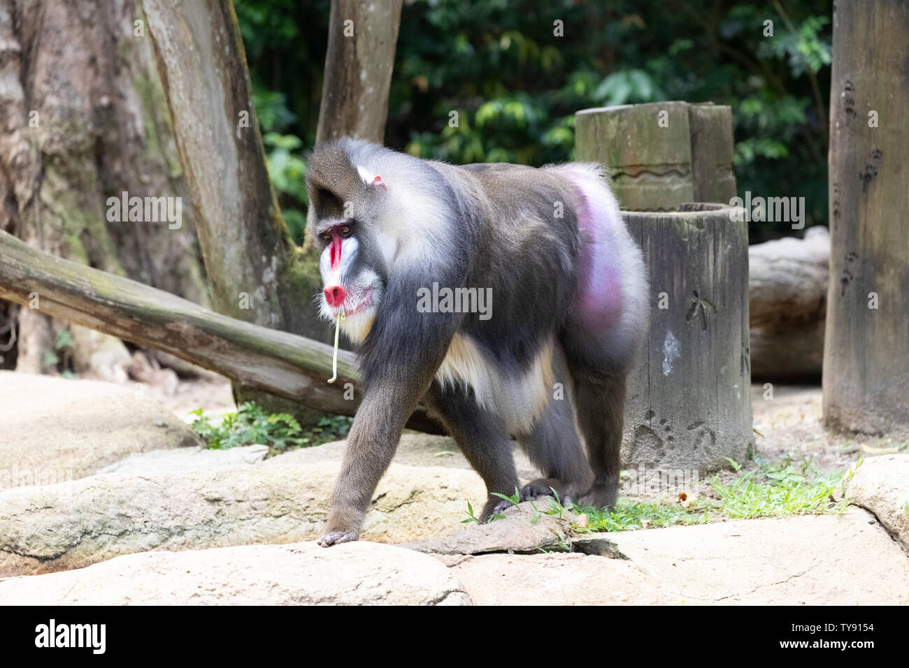 Mandrill est un primate de la famille des singes du Vieux Monde. Banque D'Images