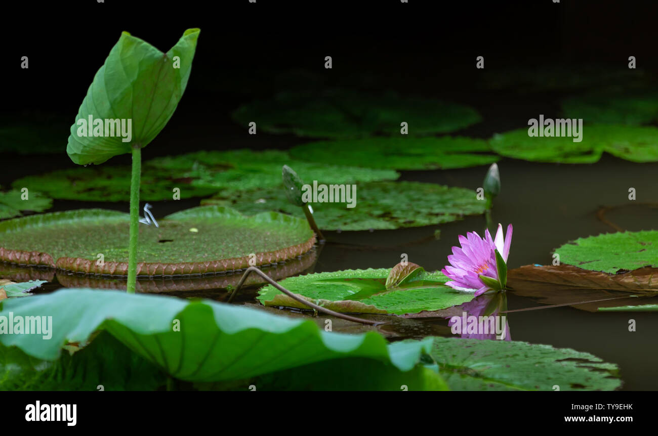 Festival de Lotus dans le parc Lianhu, Qiaotou, Dongguan Banque D'Images