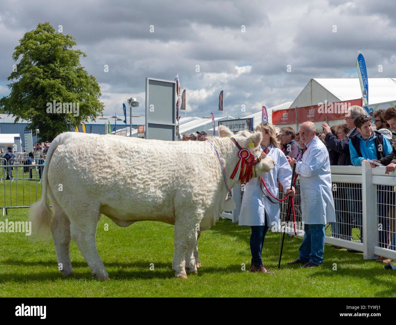 Fille montrant une vache Charolais Banque D'Images