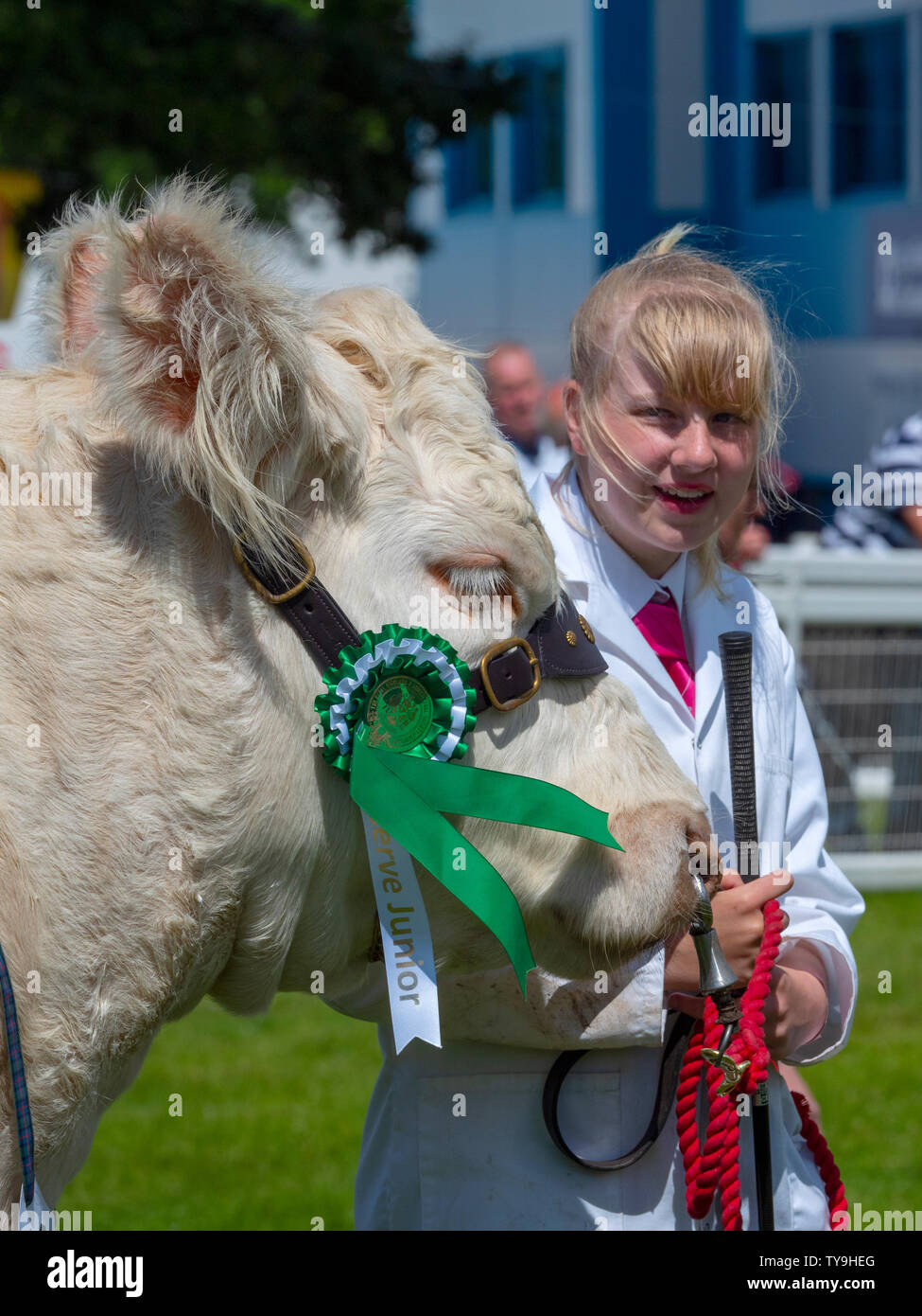 Fille montrant une vache Charolais Banque D'Images
