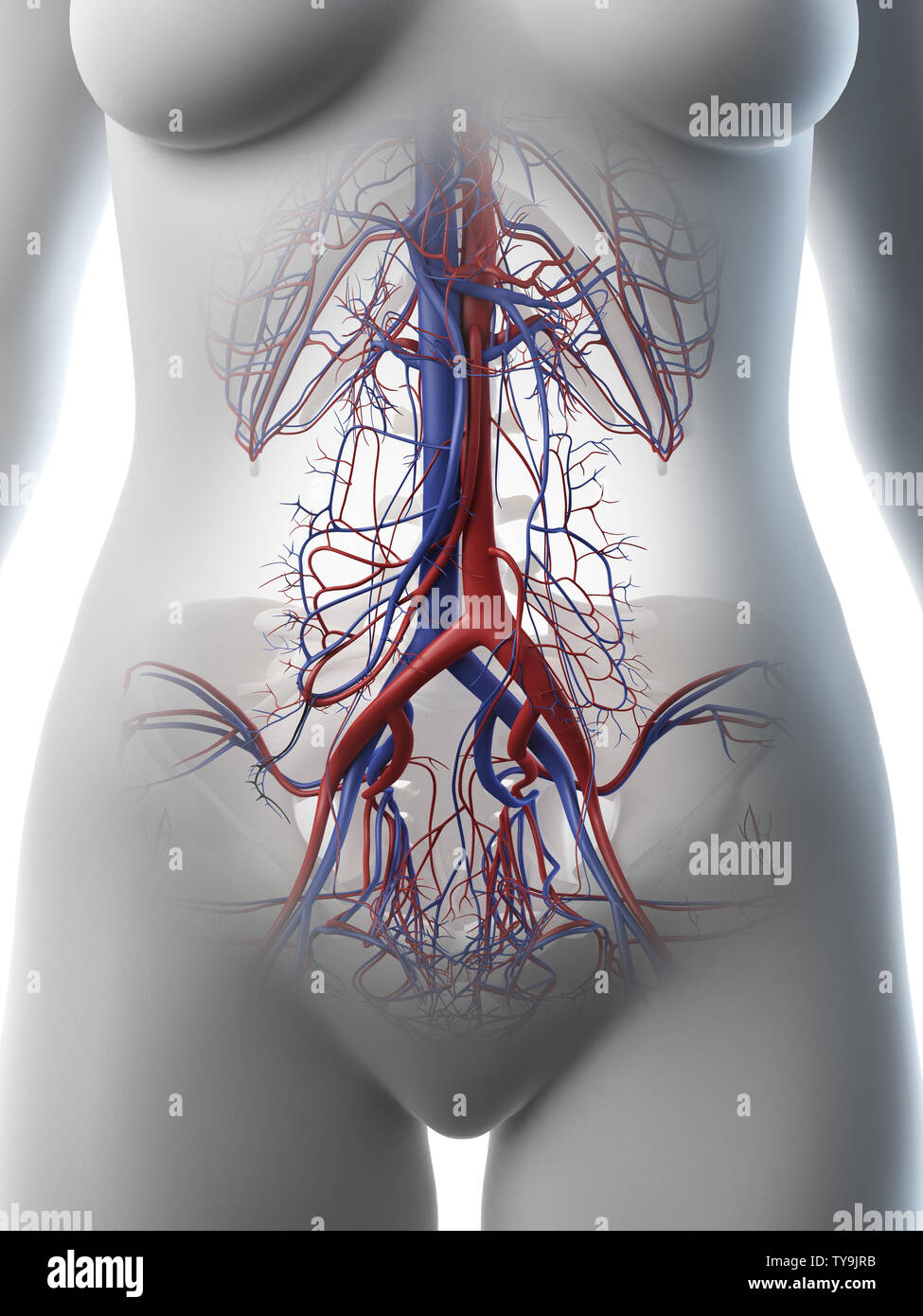 Anatomie Abdominale Féminine Banque d'image et photos - Alamy