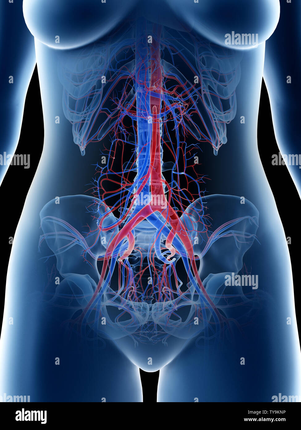 Anatomie abdominale féminine Banque de photographies et d’images à haute résolution Alamy Anatomie abdominale féminine Banque de photographies et d’images à haute résolution Alamy