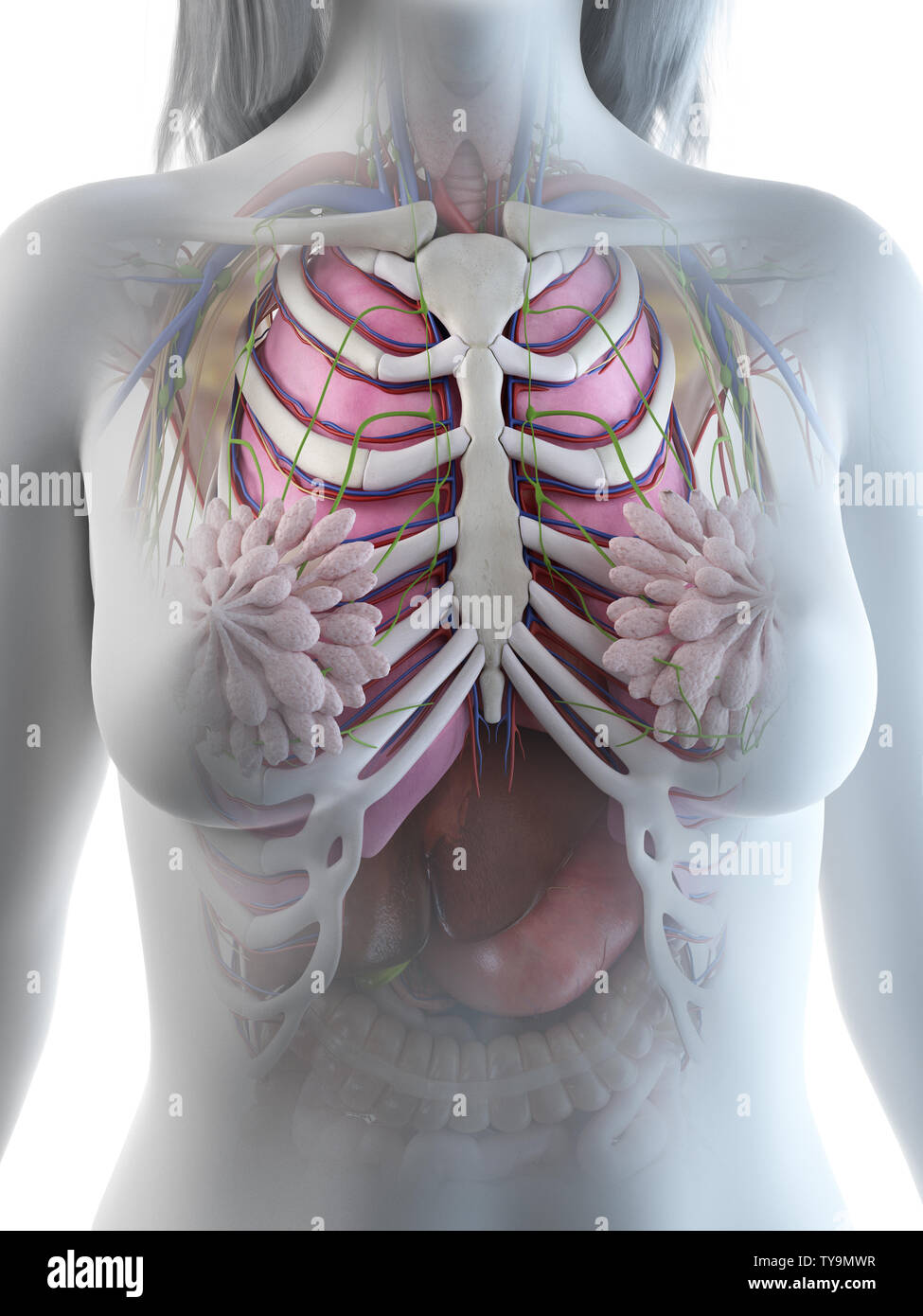 Médicalement en rendu 3d illustration d'un précis de l'anatomie du thorax chez les femmes Banque D'Images