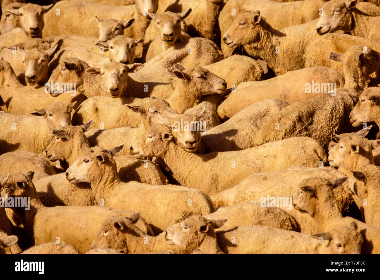 Nouvelle Zélande, île du Nord. Troupeau de moutons tondus. Photo : © Simon Grosset. Archive : image numérisé à partir d'un original de la transparence. Prise en novembre 1989 Banque D'Images