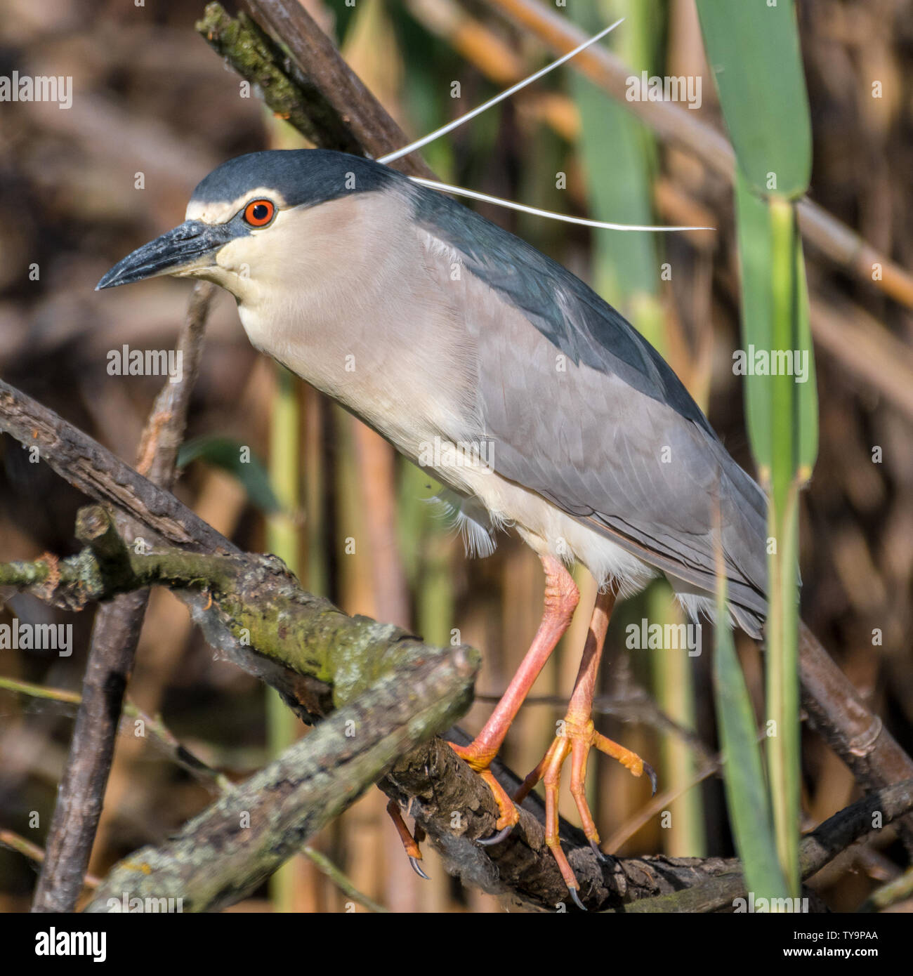 Portrait d'un seul oiseau Heron nuit isolés dans la nature- Delta du Danube en Roumanie Banque D'Images