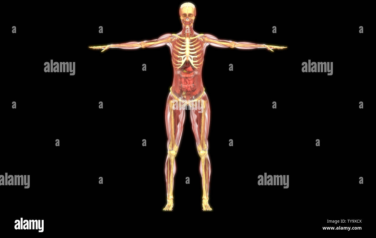 Les droits de l'anatomie des organes internes Banque D'Images