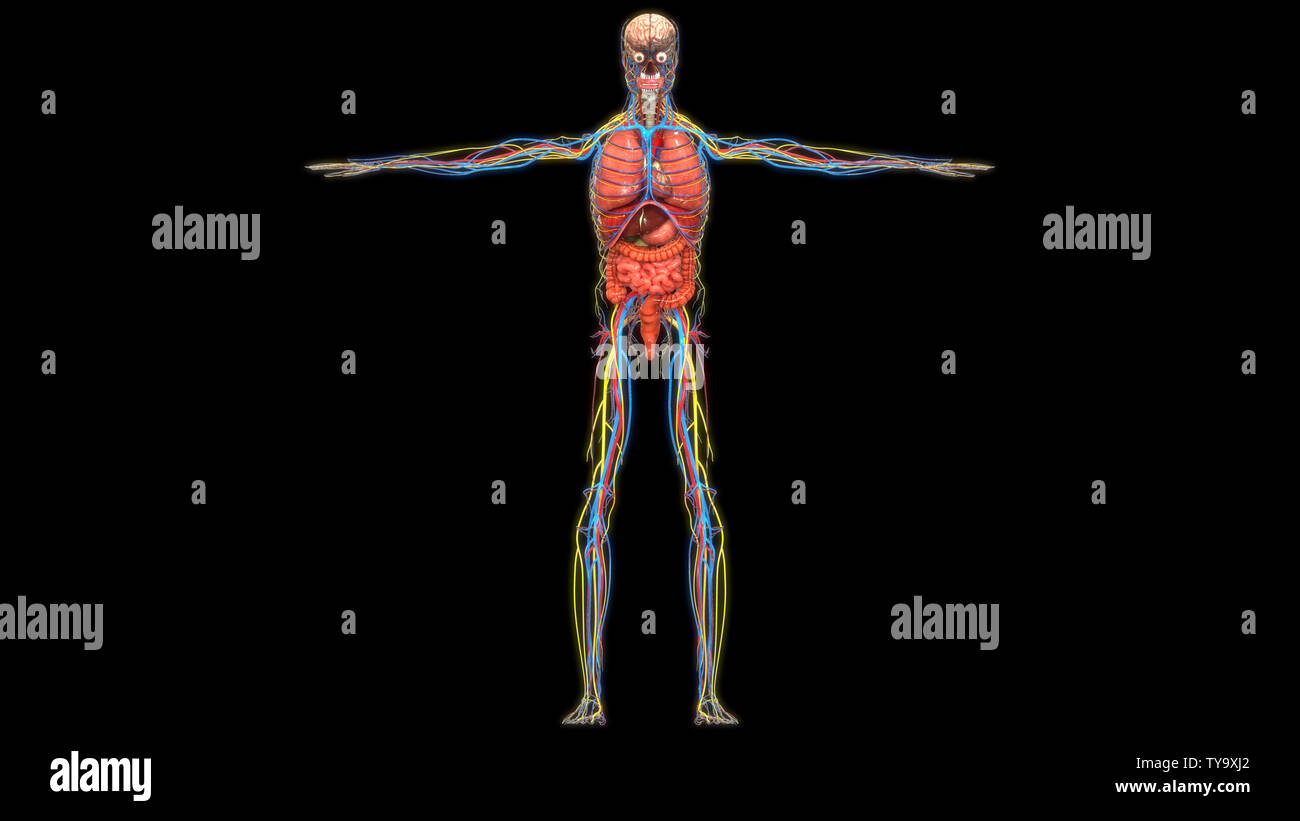 Les droits de l'anatomie des organes internes Banque D'Images