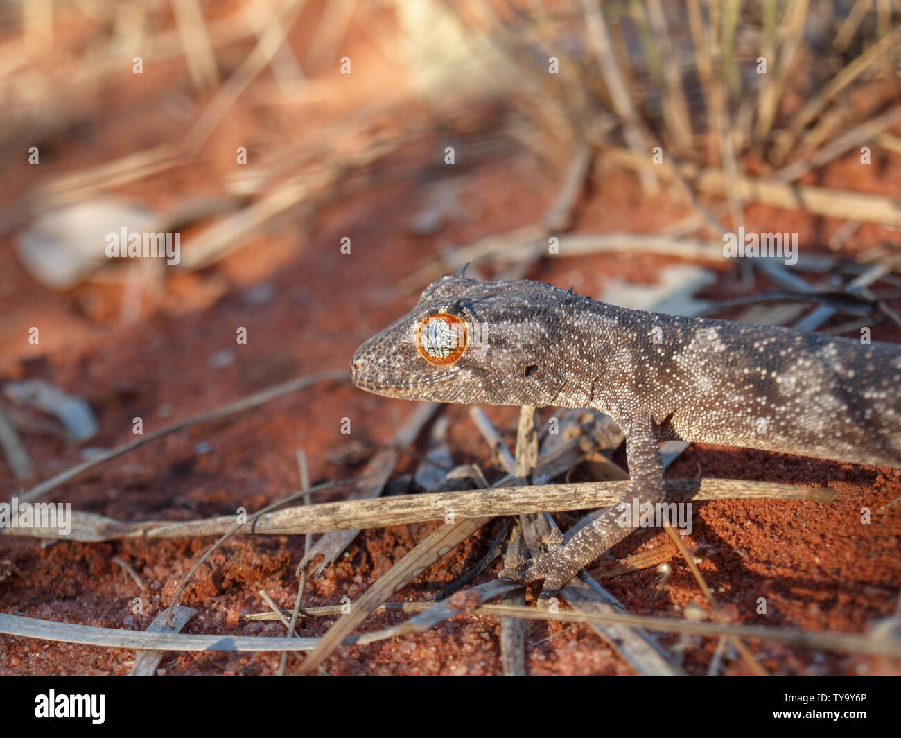 Le nord de tortue à queue Gecko (Strophurus Ciliaris) dans le désert de l'outback à distance dans le nord de l'Australie. Banque D'Images