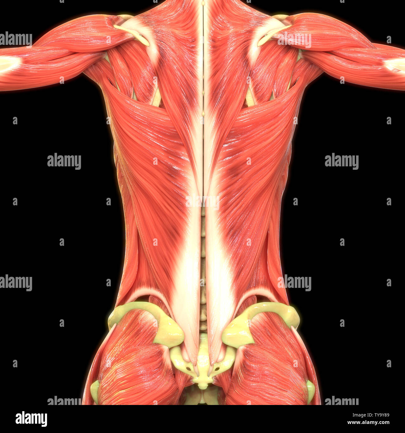 Anatomie des muscles du corps humain Banque D'Images