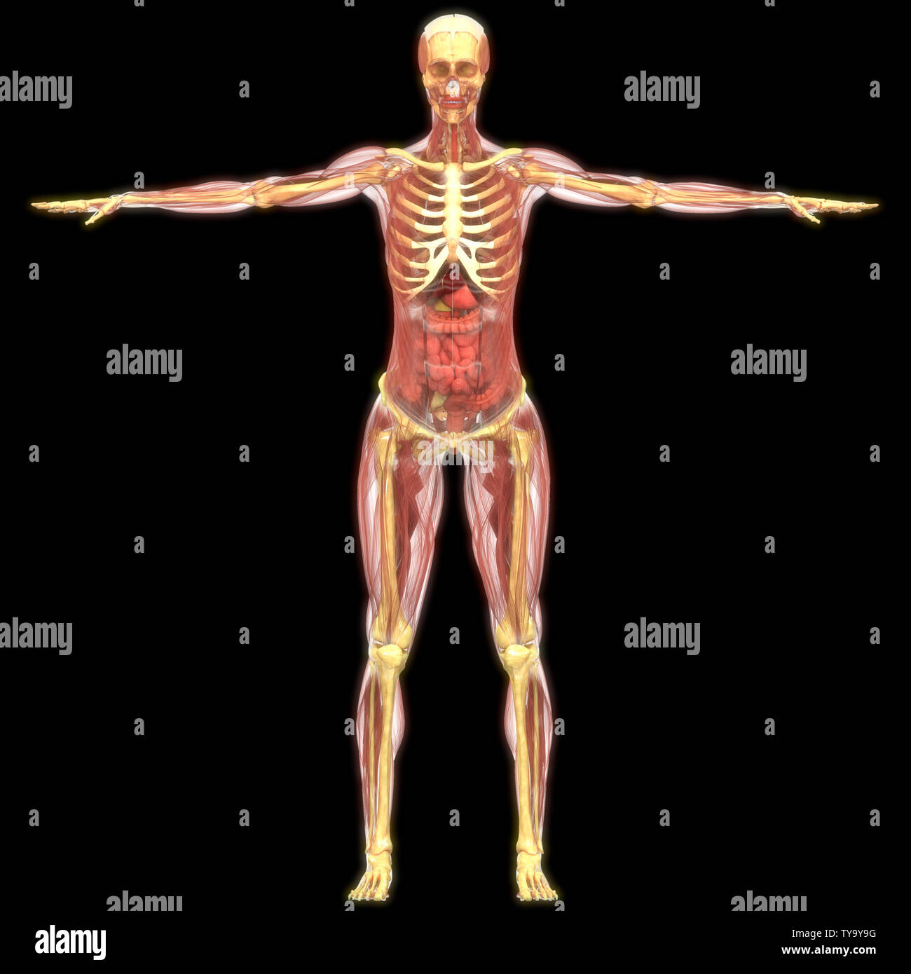 Les droits de l'anatomie des organes internes Banque D'Images