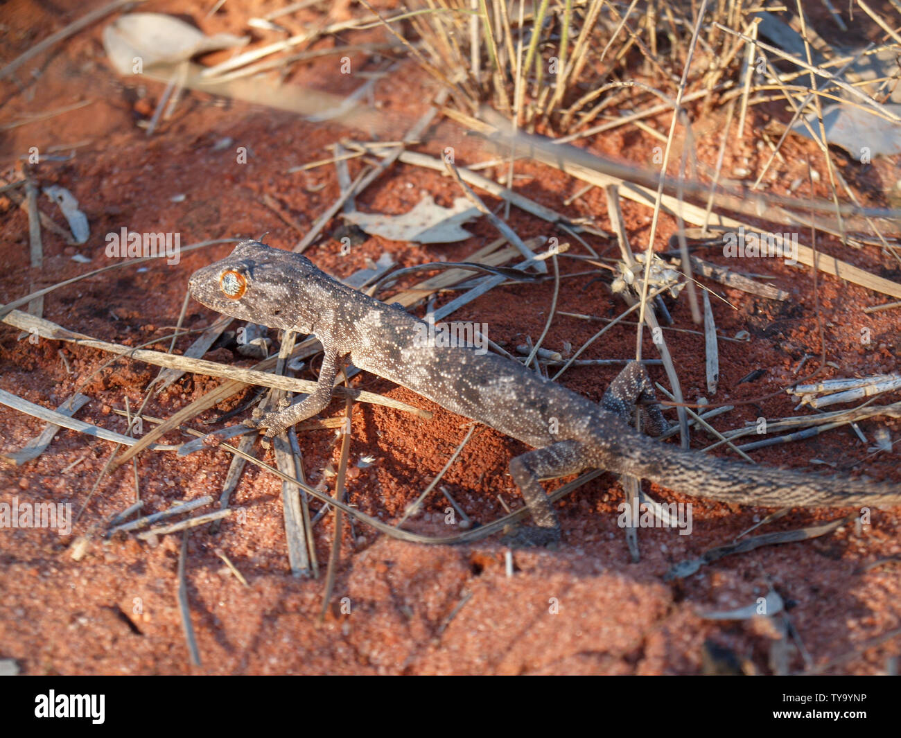 Le nord de tortue à queue Gecko (Strophurus Ciliaris) dans le désert de l'outback à distance dans le nord de l'Australie. Banque D'Images