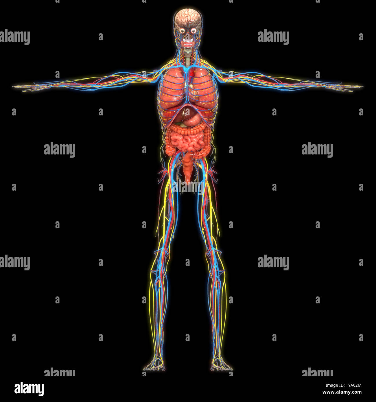 Les droits de l'anatomie des organes internes Banque D'Images