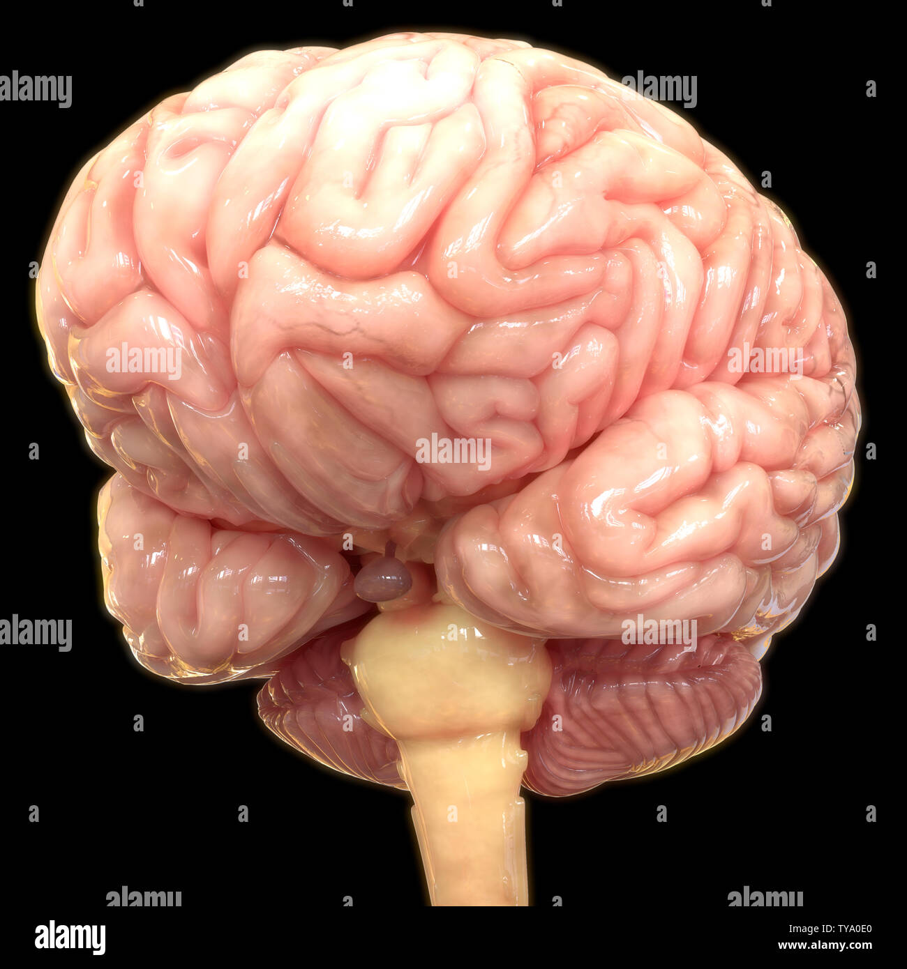 Système nerveux central humain cerveau Anaomy Banque D'Images Système nerveux central humain cerveau Anaomy Banque D'Images