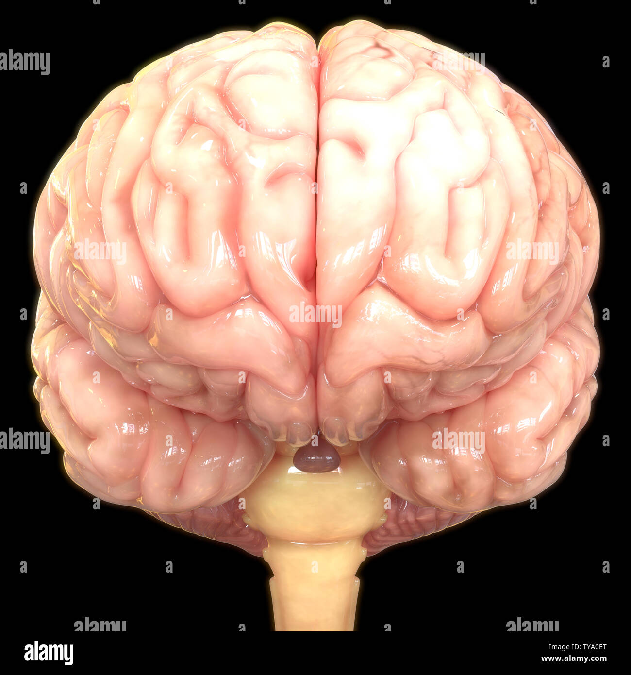Système nerveux central humain cerveau Anaomy Banque D'Images Système nerveux central humain cerveau Anaomy Banque D'Images