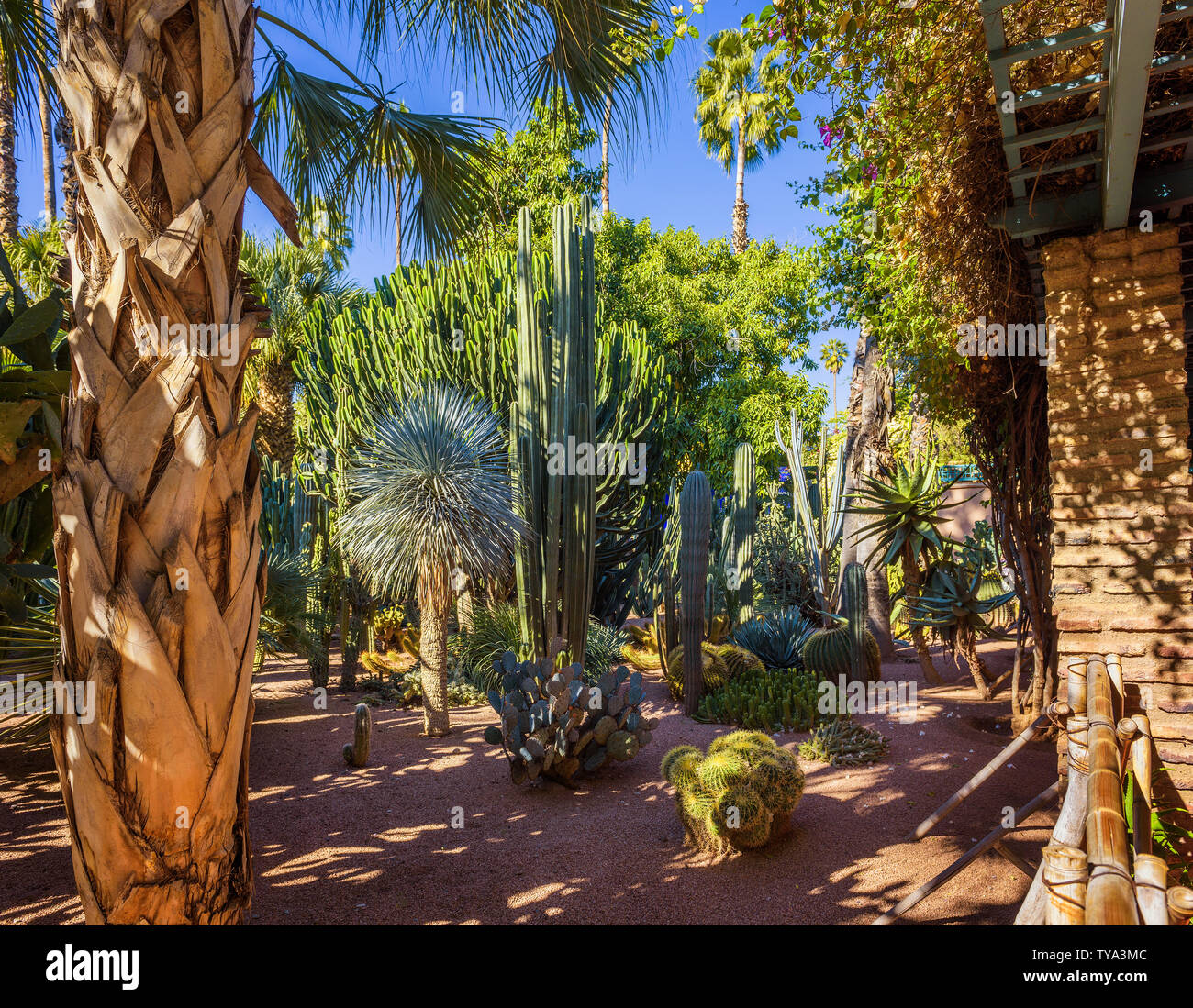 Cactus et palmiers au jardin botanique Le Jardin Majorelle à Marrakech Banque D'Images