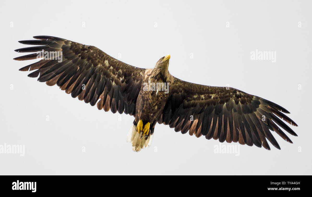 La queue blanche isolée seule eagle planeur dans le ciel- Delta du Danube en Roumanie Banque D'Images