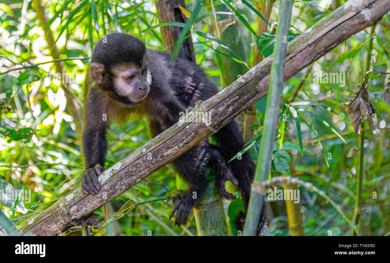 Monkey Jungle au Brésil Banque D'Images