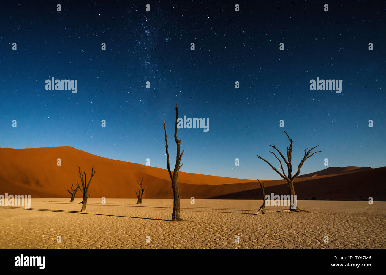 Arbres morts sous un ciel étoilé tôt le matin bleu ciel avec l'ocre des dunes en arrière-plan. Dead Vlei, Sossusvlei, Namib-Naukluft National Park, Namibie Banque D'Images