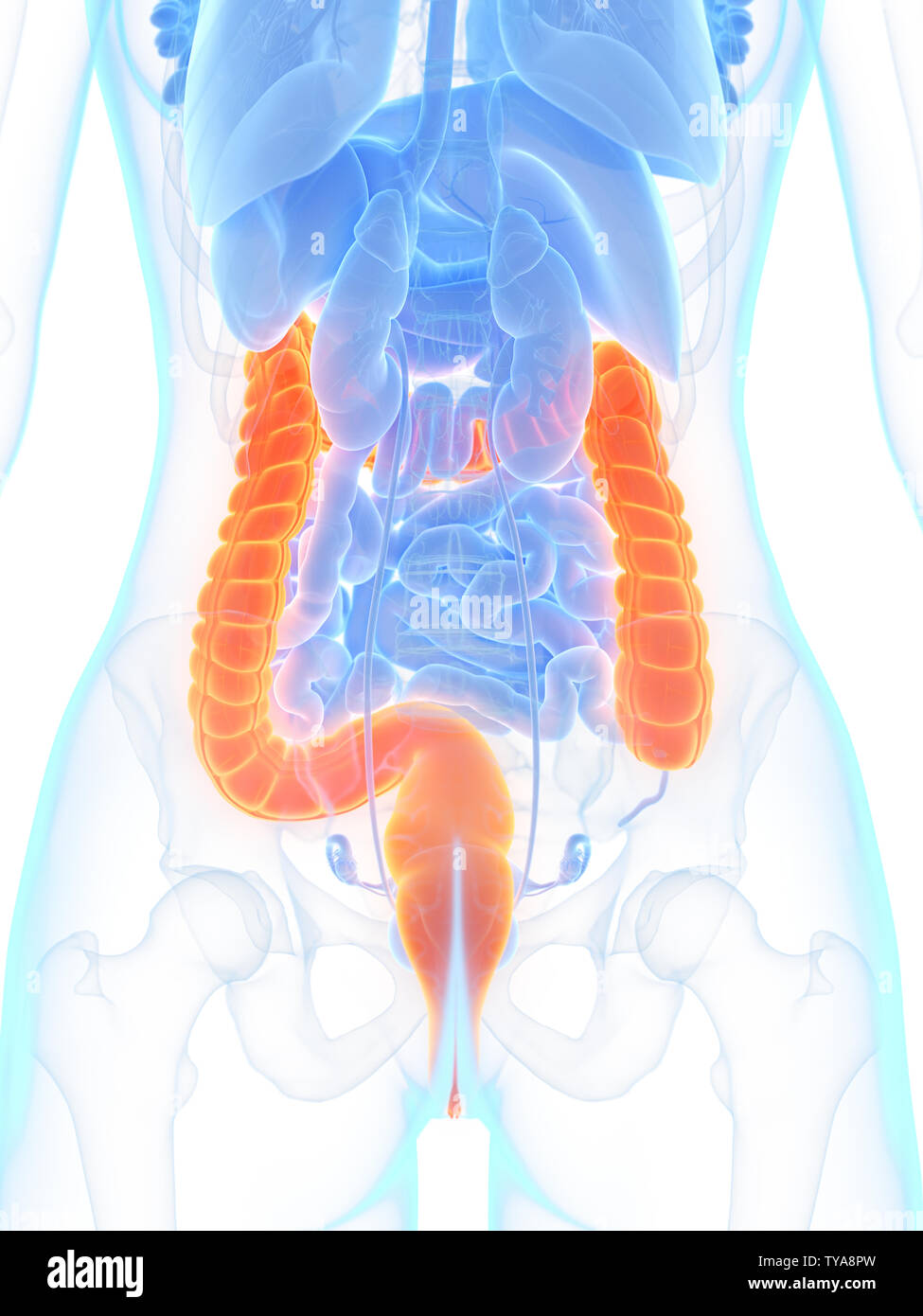 Médicalement en rendu 3d illustration précise du côlon Banque D'Images